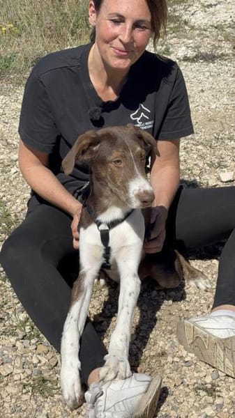 Lieber, fröhlicher Junghund Ali