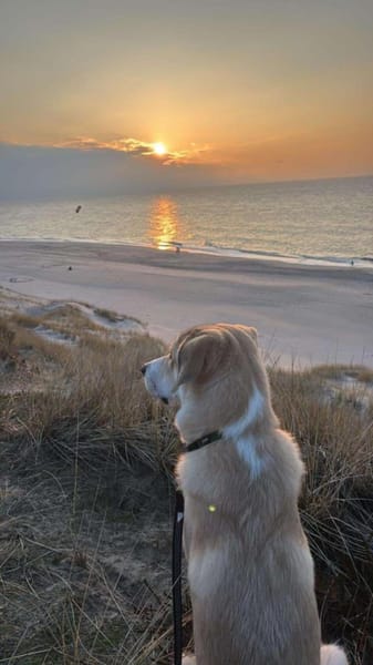 ❗JOY SUCHT NEUES ZUHAUSE ❗