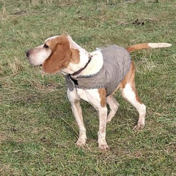 Milla - vorvermittelt -