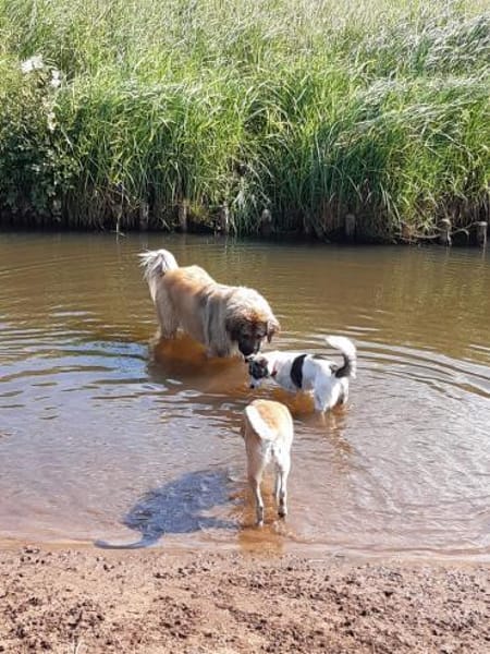 LAYLA  auf PS in 25421  Pinneberg