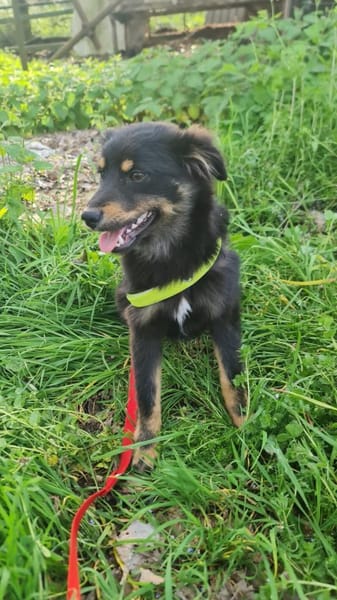 MOTTE 🧡🧡🧡liebes Zuhause gesucht