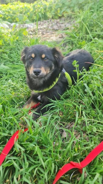 MOTTE 🧡🧡🧡liebes Zuhause gesucht