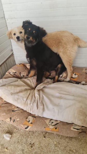 MOTTE 🧡🧡🧡liebes Zuhause gesucht