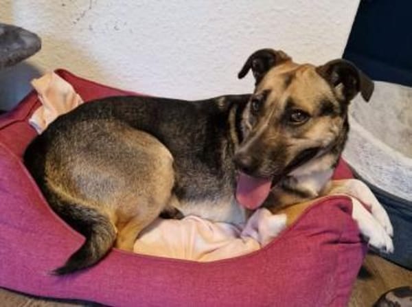 Allison - Alli Pyralli