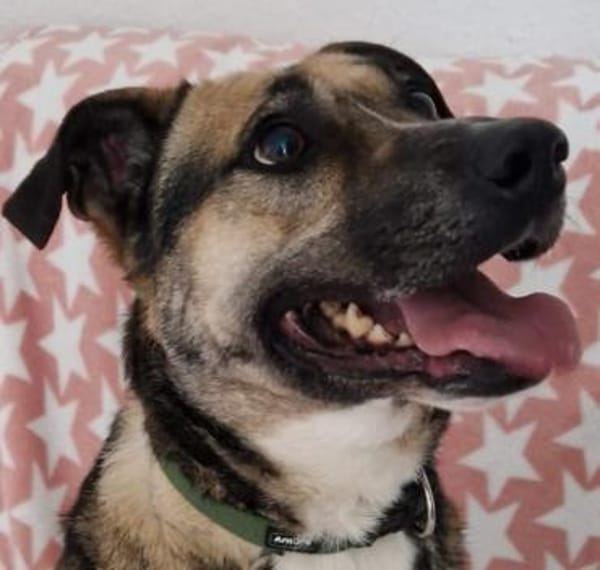 Allison - Alli Pyralli