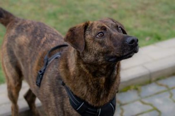 MOJI - treue Seele sucht sein zu Hause