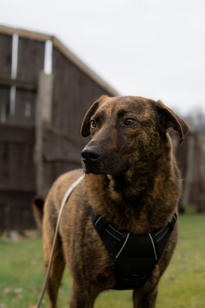 MOJI - treue Seele sucht sein zu Hause