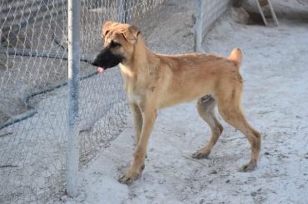 Bola braucht ein Zuhause Ho