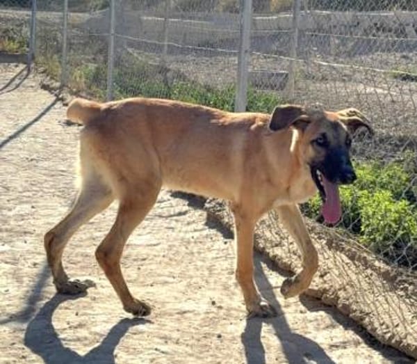 Bola braucht ein Zuhause Ho