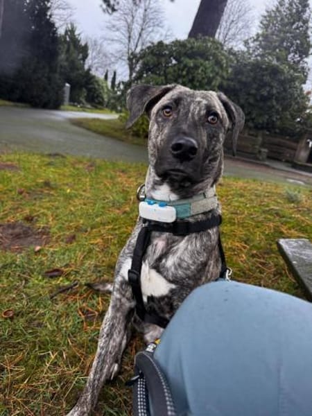 Archie sucht neues Zuhause