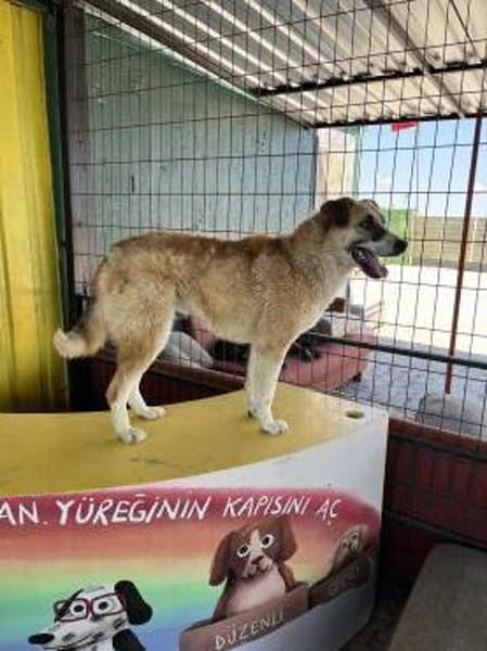 Kana sucht ein Zuhause / Pflegestelle