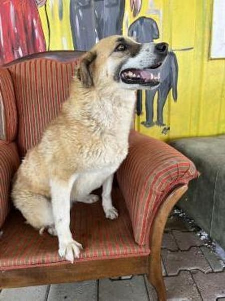 Kana sucht ein Zuhause / Pflegestelle