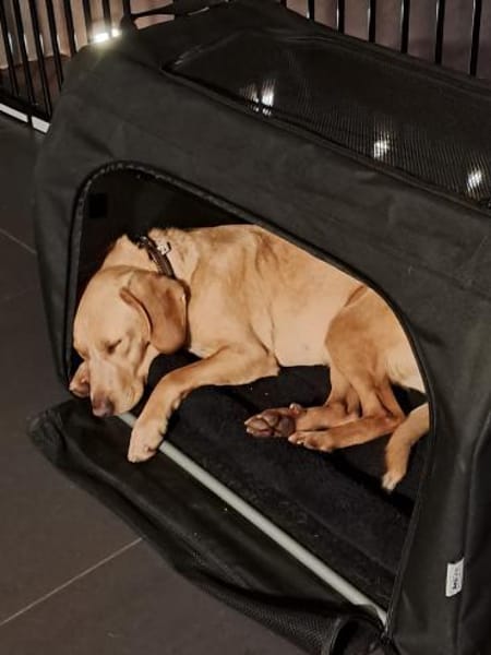 Wilma sucht ein Zuhause