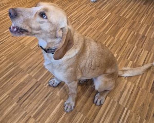 Wilma sucht ein Zuhause