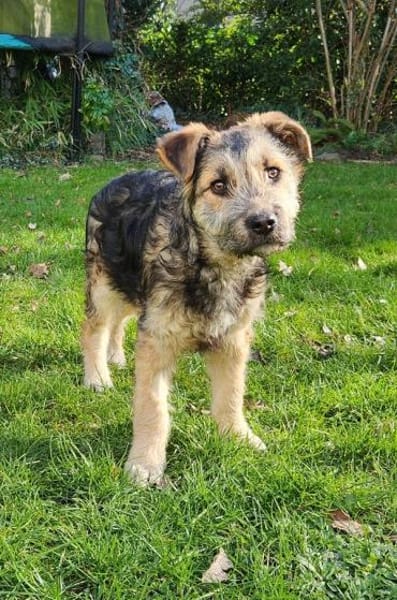 Cleverer Inti wartet in Frankfurt