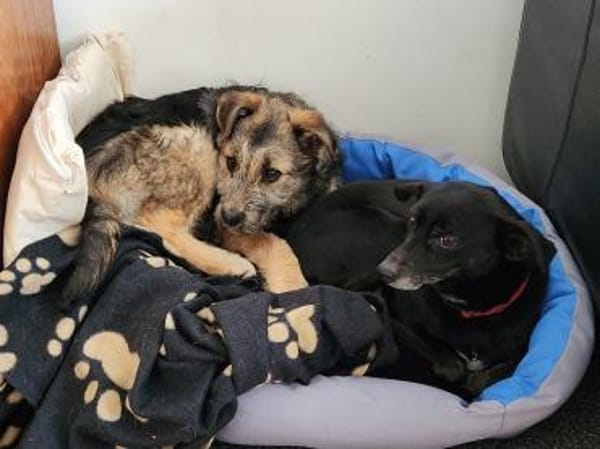 Cleverer Inti wartet in Frankfurt