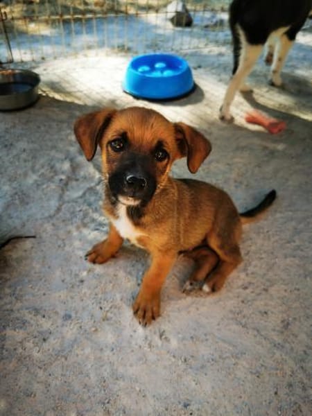 Jimmy - freundlich und verspielt