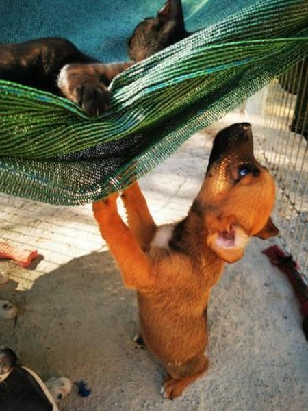 Jimmy - freundlich und verspielt