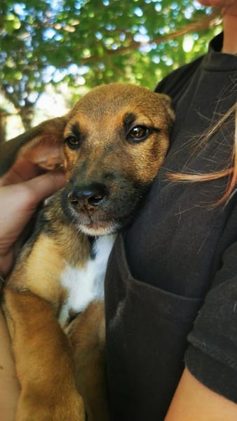 Jimmy - freundlich und verspielt