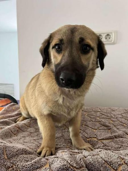 Die kleine 🐾❤ ARIELLE sucht eine Famil