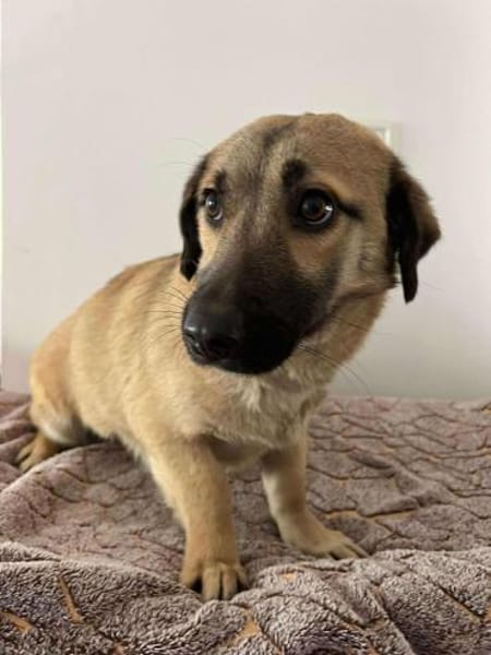 Die kleine 🐾❤ ARIELLE sucht eine Famil