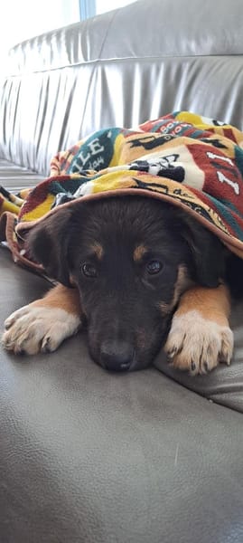 Selena - fröhliches Hundekind (I)