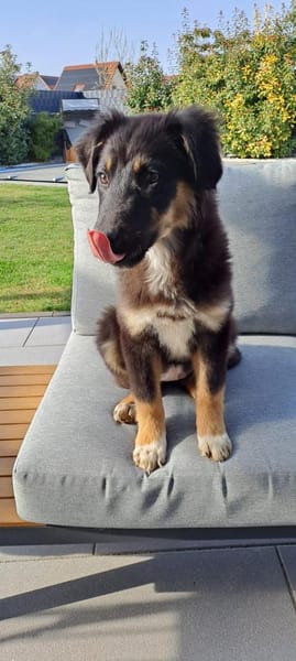 Selena - fröhliches Hundekind (I)