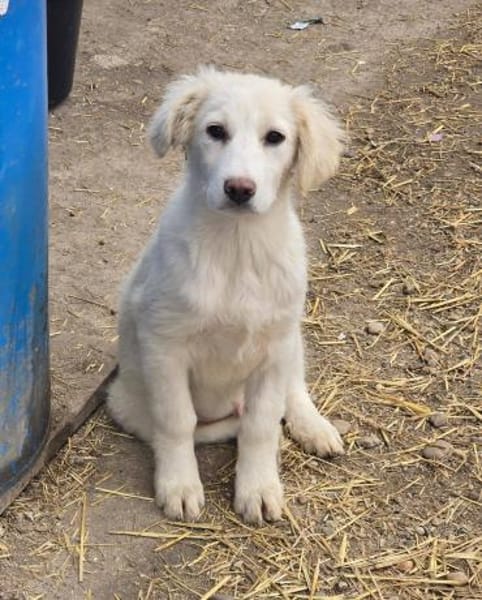 Beto, sensibler Welpe sucht Zuhause