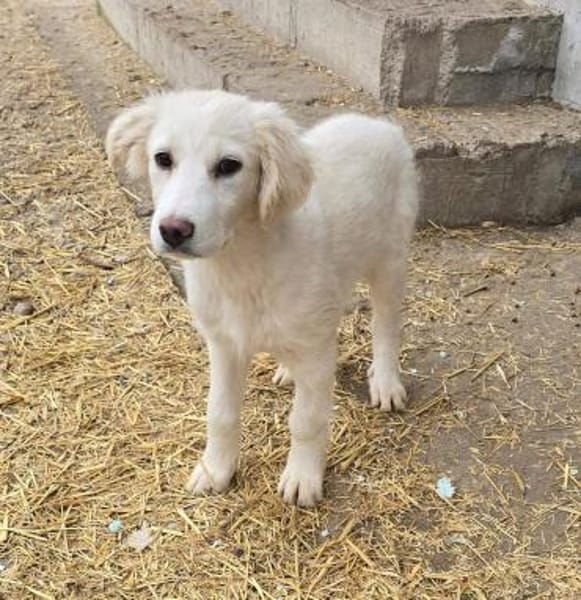 Beto, sensibler Welpe sucht Zuhause