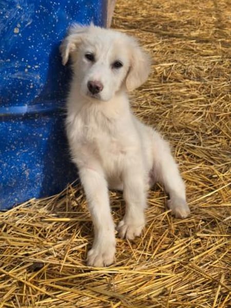 Beto, sensibler Welpe sucht Zuhause