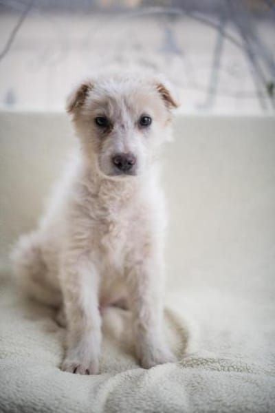 Beto, sensibler Welpe sucht Zuhause