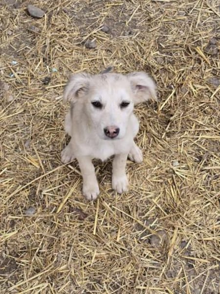 Ida, neugieriger Welpe sucht Zuhause