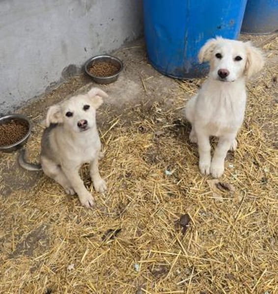 Ida, neugieriger Welpe sucht Zuhause