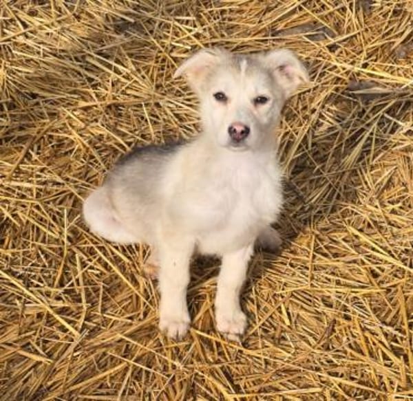 Ida, neugieriger Welpe sucht Zuhause