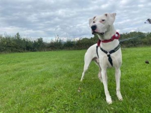 Mischlingsrüde YAKI sucht seine Menschen