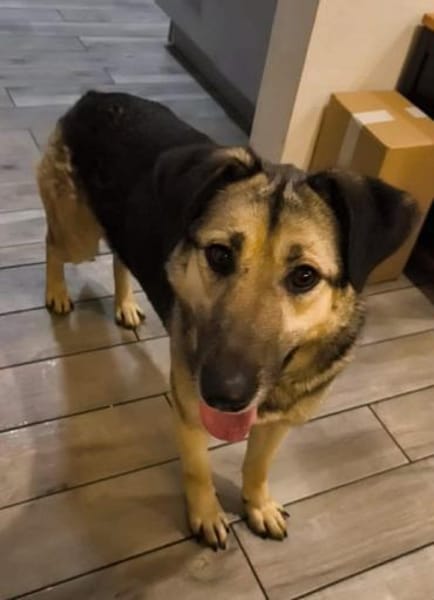 Malia - Möchte kein graues Mäuschen sein