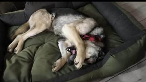 Malia - Möchte kein graues Mäuschen sein