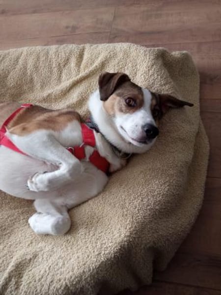 Nini ist eine sanfte, so liebe Hündin!