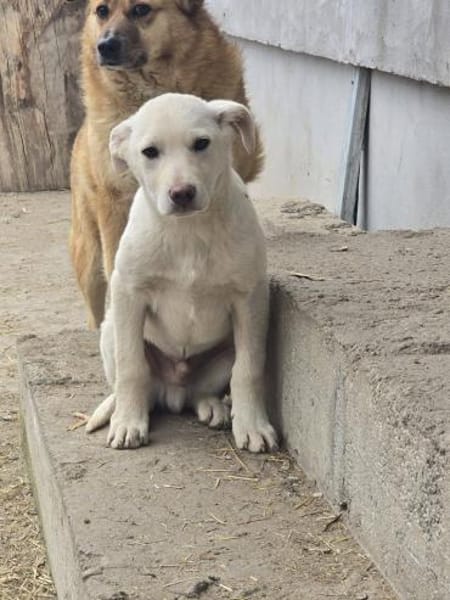 Tom, kleiner Rüde sucht Zuhause