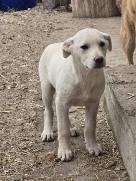 Tom, kleiner Rüde sucht Zuhause