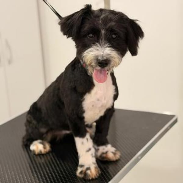 Ruby  Die alltagsliebende Schmusedame