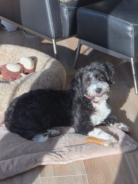 Ruby  Die alltagsliebende Schmusedame