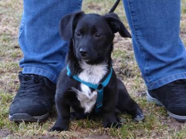 Gibt es liebe Menschen für Penko?