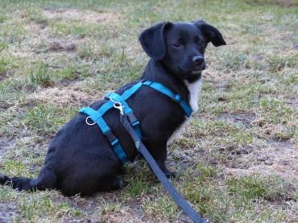 Gibt es liebe Menschen für Penko?