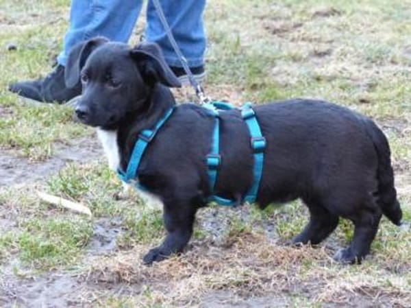 Gibt es liebe Menschen für Penko?