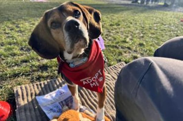 Celentano - wartet in 45549 Sprockhövel