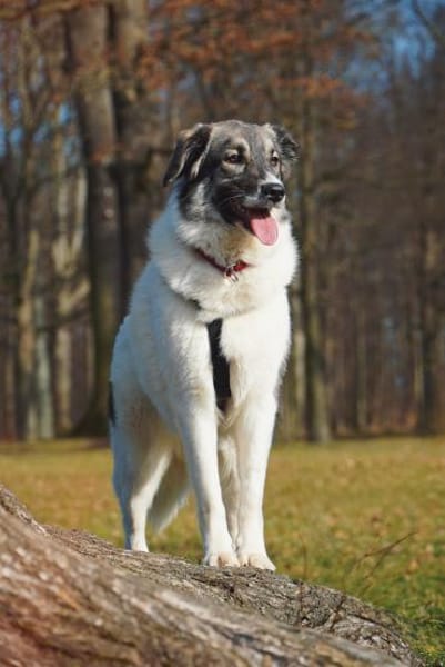 Hedi  Große Seele auf vier Pfoten