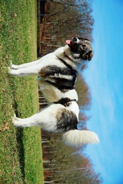 Hedi  Große Seele auf vier Pfoten