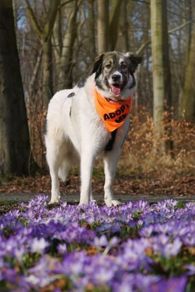 Hedi  Große Seele auf vier Pfoten