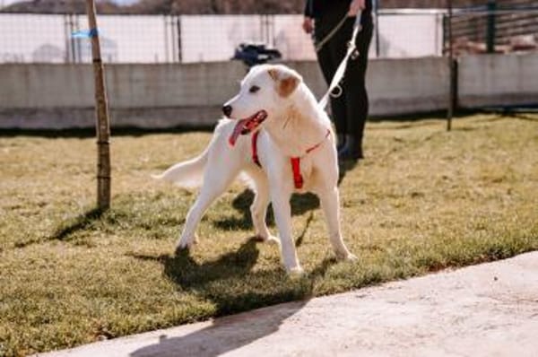 Die fröhliche Mali sucht ihr Zuhause